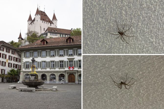 Spinne Wohnung Thun