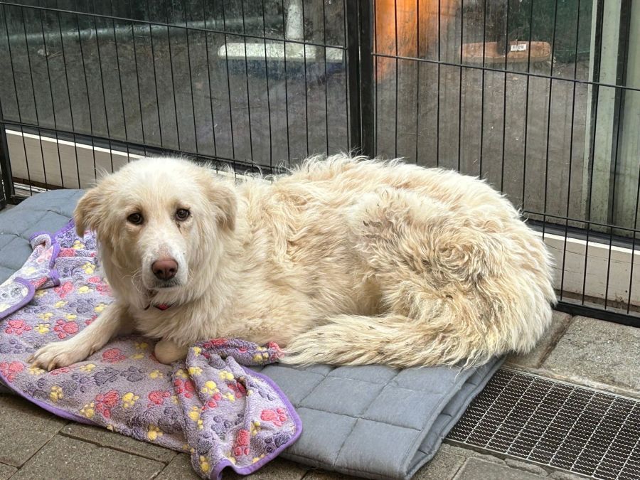 Susi Düsel der Hundepension «Susi's Hundeparadies mit Herz» kümmerte sich im März um einige der Hunde des Hofs.