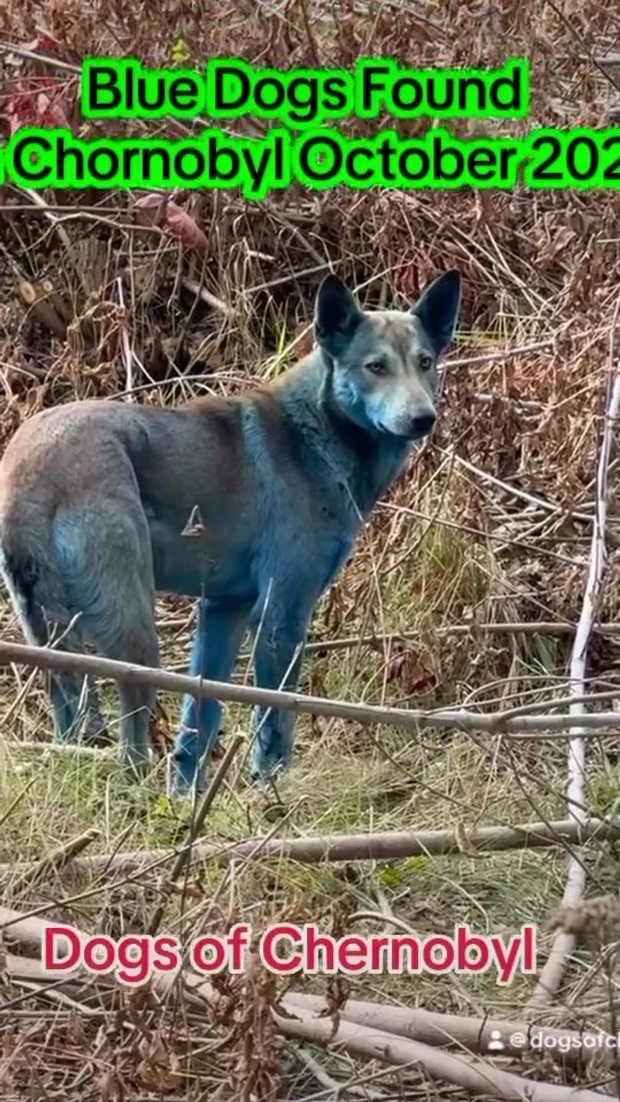 Die Ursache für das blaue Fell der Strassenhunde in Tschernobyl soll nun untersucht werden.