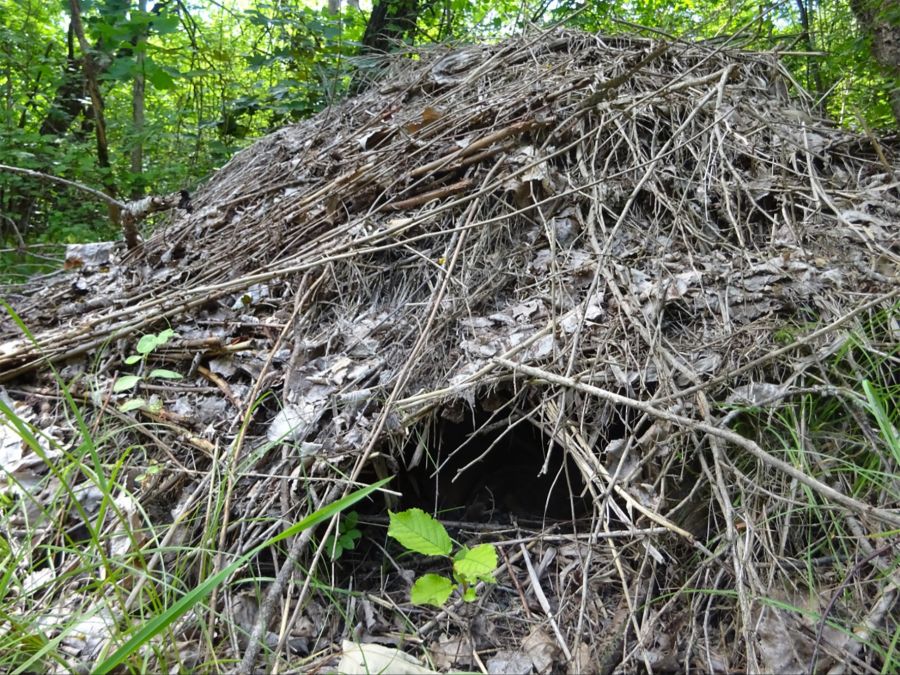 Asthaufen Nest Wald Versteck