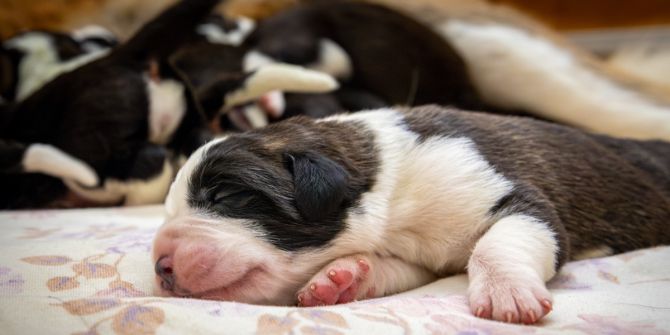 Bernhardiner im Barryland