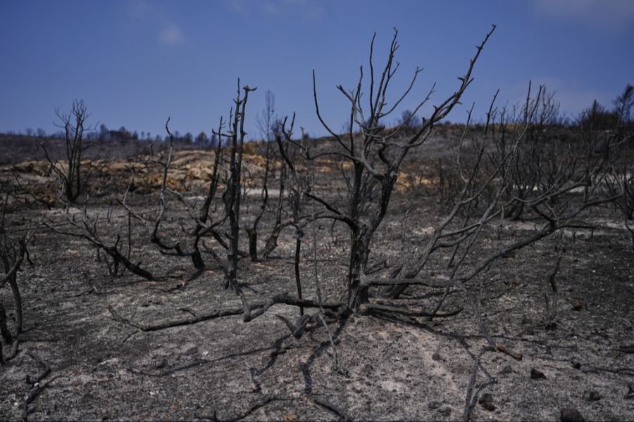 Das extreme Wetter sorgt auch für Waldbrände.