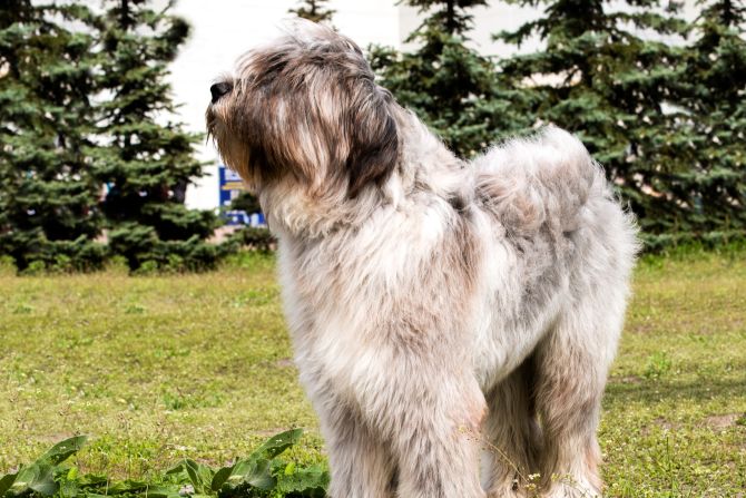 Hund Spaziergänger gebissen angegriffen