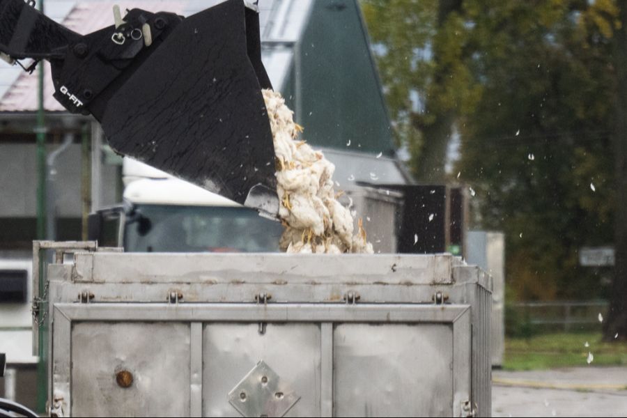 Grund dafür ist ein Ausbruch der Vogelgrippe.