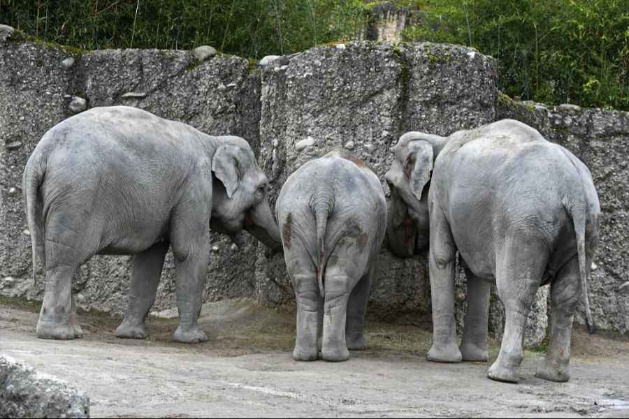 Der Zoo Zürich hält Asiatische Elefanten. Nach dem Tod des Jungtiers kritisieren User den Zoo.