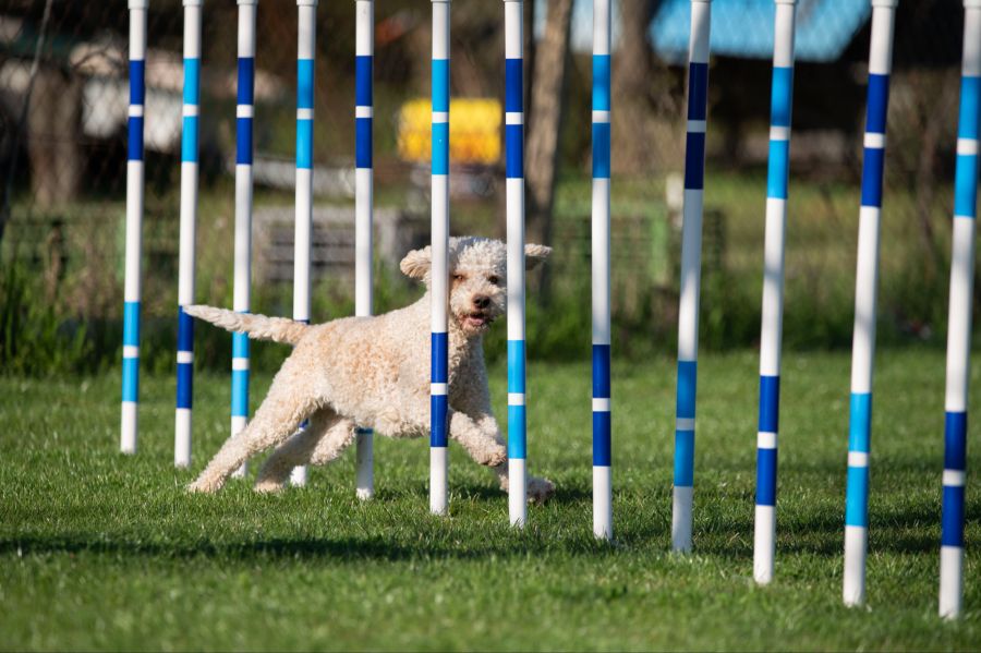 Lagotto Romagnolo