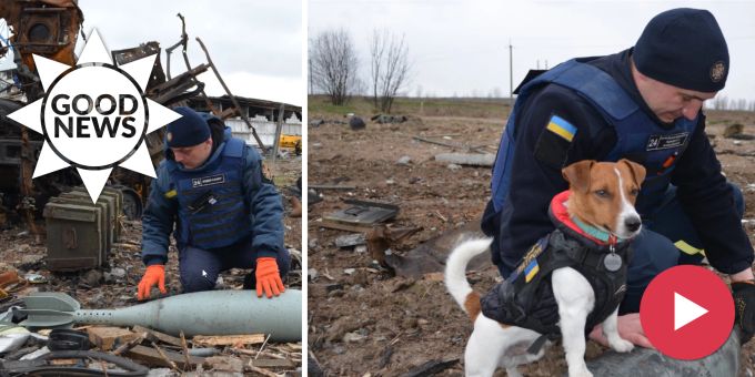 Good News - Bombenspürhund Patron wird zum ukrainischen Helden