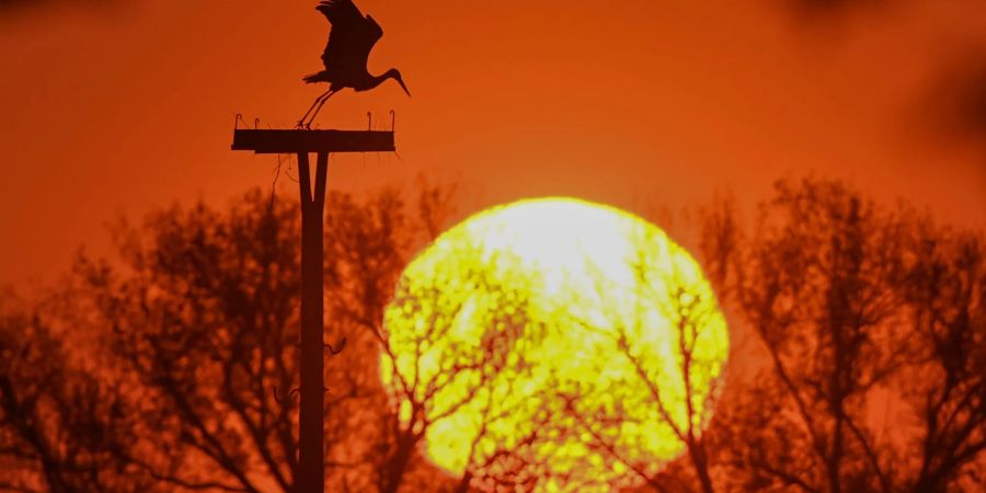 Ein Weissstorch setzt bei Sonnenaufgang von seinem Nest im Oderbruch zum Flug an.