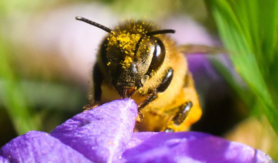 Biene Pollen Blüte Blume