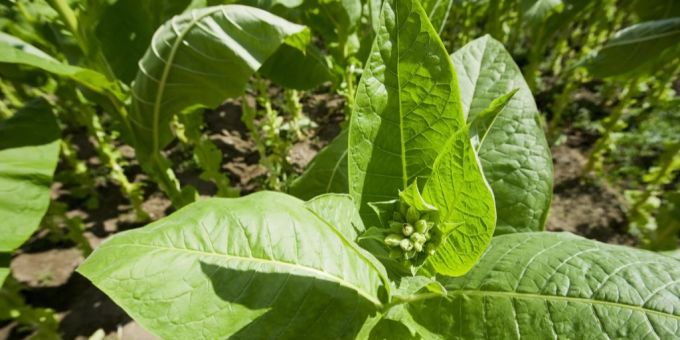 Die in Australien wohnhafte Tabakpflanze Nicotiana benthamiana weckt die Hoffnung für adäquatere Coronaimpfstoffe. corona impfstoff tabak