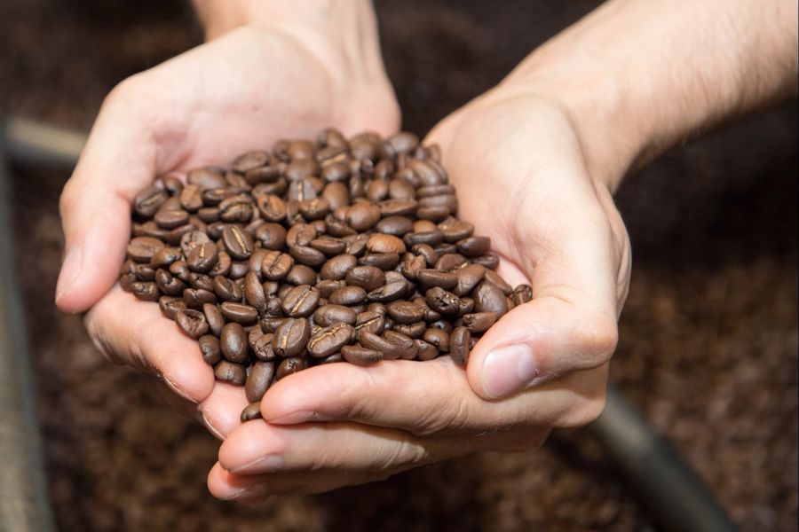 Hände Kaffebohnen geröstet