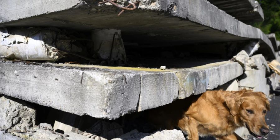 In der Enge von Trümmern sucht ein Rettungshund nach möglichen Opfern.