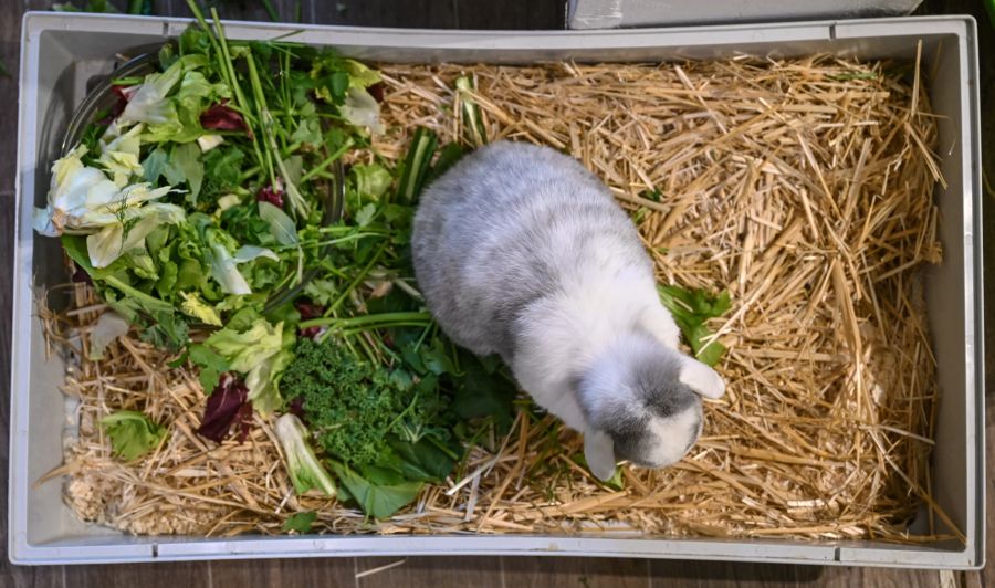 Kaninchen Box Futter Grün Heu