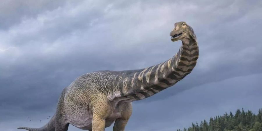 Eine künstlerische Darstellung zeigt den Dinosaurier Australotitan cooperensis, oder den Südtitan. Paläontologen haben bestätigt, dass Queensland einst die Heimat eines der grössten Dinosaurier der Welt war. Foto: Vlad Konstantinov/Scott Hocknul/Queensland Museum/The Eromanga Natural History Museum/AAP/dpa