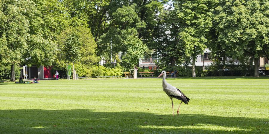 Ein Storch spaziert im Schützenmattpark, dem grössten öffentlichen Park in Basel. Mitten in der Stadt dient er als Naherholungsgebiet.