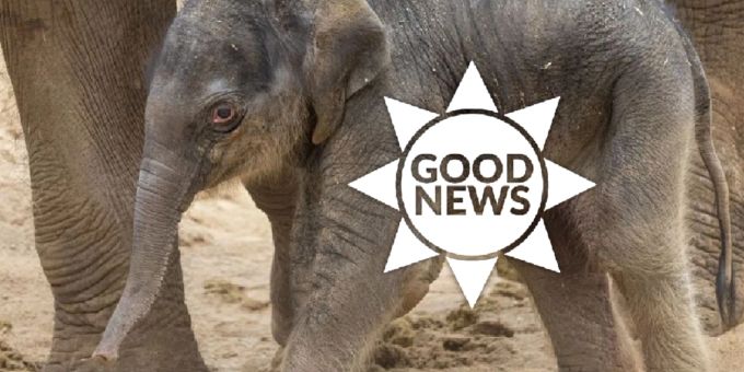 Good News - Natürlich gezeugtes Elefantenbaby im Melbourne Zoo geboren