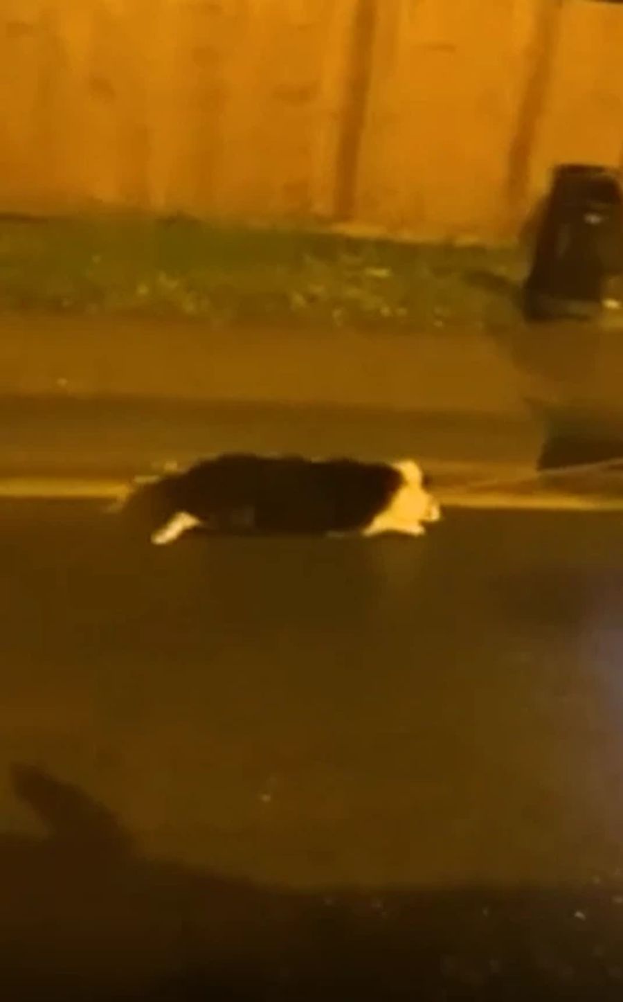 Den Hund schleift sie einfach an einer Leine hinter sich her.