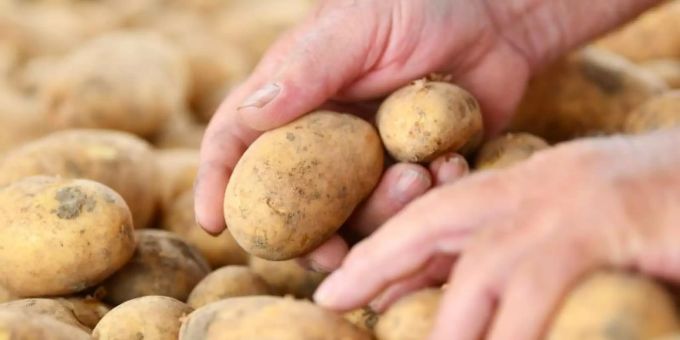 Der Verbrauch von Speisekartoffeln stieg in der Pandemie um rund drei Kilogramm pro Person. Foto: Uwe Anspach/dpa Der Verbrauch von Speisekartoffeln stieg in der Pandemie um rund drei Kilogramm pro Person. Foto: Uwe Anspach/dpa