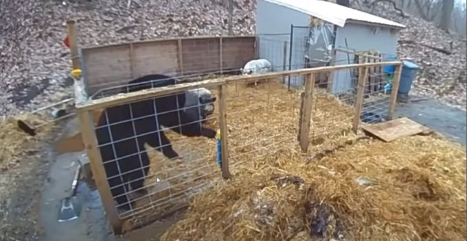 Die Schweine stürzen sich furchtlos auf den Bären. Schweine