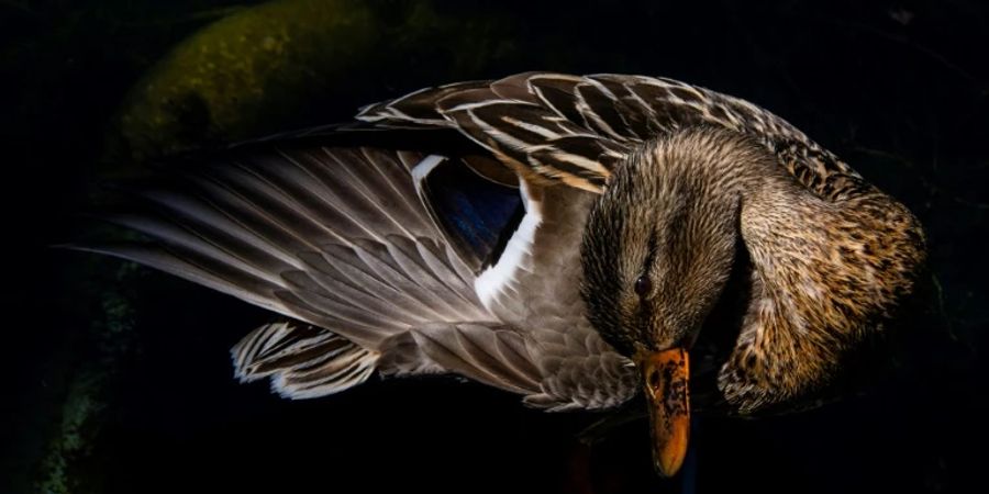 Eine Ente putzt sich