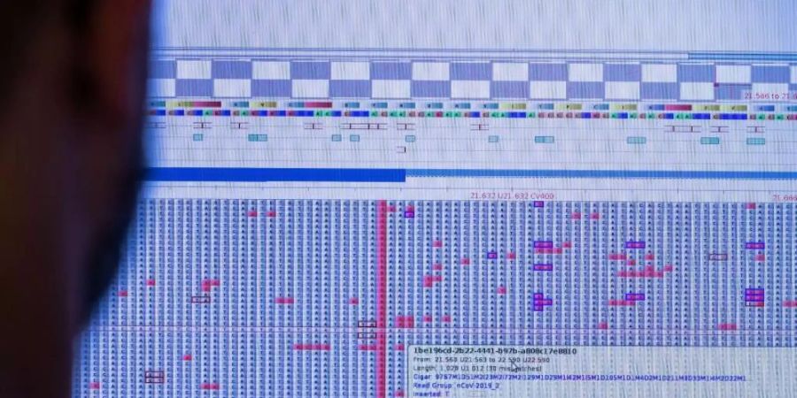 Am Computermonitor sucht Christian Kohler im Sequenzierlabor für Corona-Varianten (CoMV-Gen) in der Universitätsmedizin Greifswald nach neuen Varianten und Mutationen des Corona-Virus. Foto: Jens Büttner/dpa-Zentralbild/dpa
