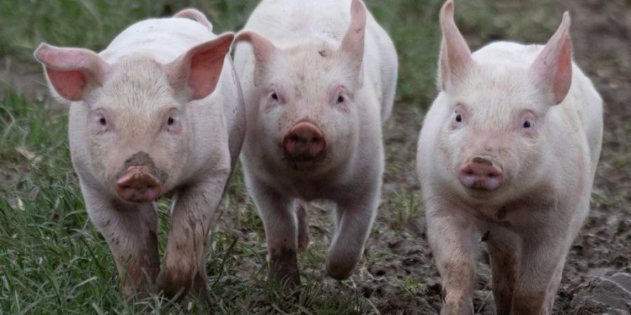 Glückliche Ferkel im Matsch. Forschern ist es gelungen, mittels künstlicher Intelligenz die Stimmungslage von Schweinen aus den Grunzlauten abzuleiten. Eine App ist in Vorbereitung (Symbolbild).