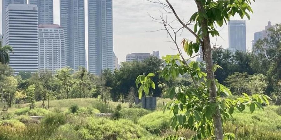 Die Sumpflandschaft des Benjakitti Forest Park; im Hintergrund sind Hochhäuser der Stadt zu sehen. Foto: Carola Frentzen/dpa