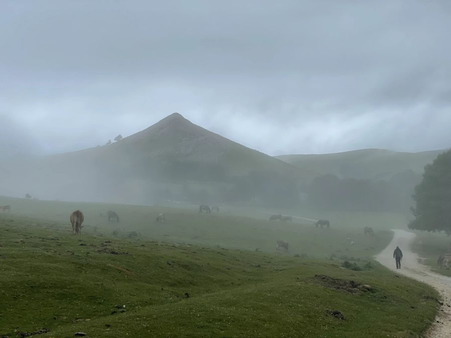 Nebel Wanderweg Berge Kühe