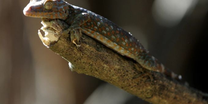 Geckos werden in der Schweiz gern als Heimtiere gehalten: Der Schweizer Tierschutz kritisiert, dass viele Halter von Reptilien zu wenig über die geltenden Tierschutzbestimmungen wissen. (Sym Tierheim Reptilien