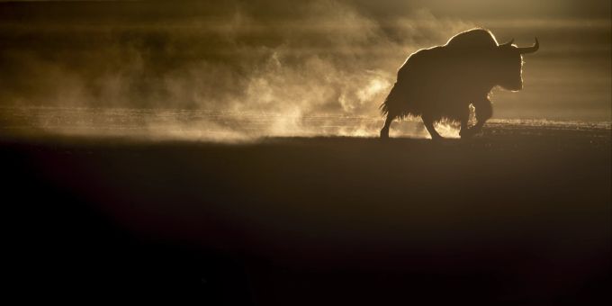Nebst den Schneeleoparden liefen den Filmemachern auch Yaks vor die Linse. Kino