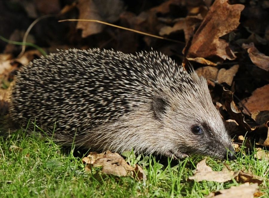 Davon profitieren auch Igel: Sie ernähren sich hauptsächlich von Würmern und Insekten.