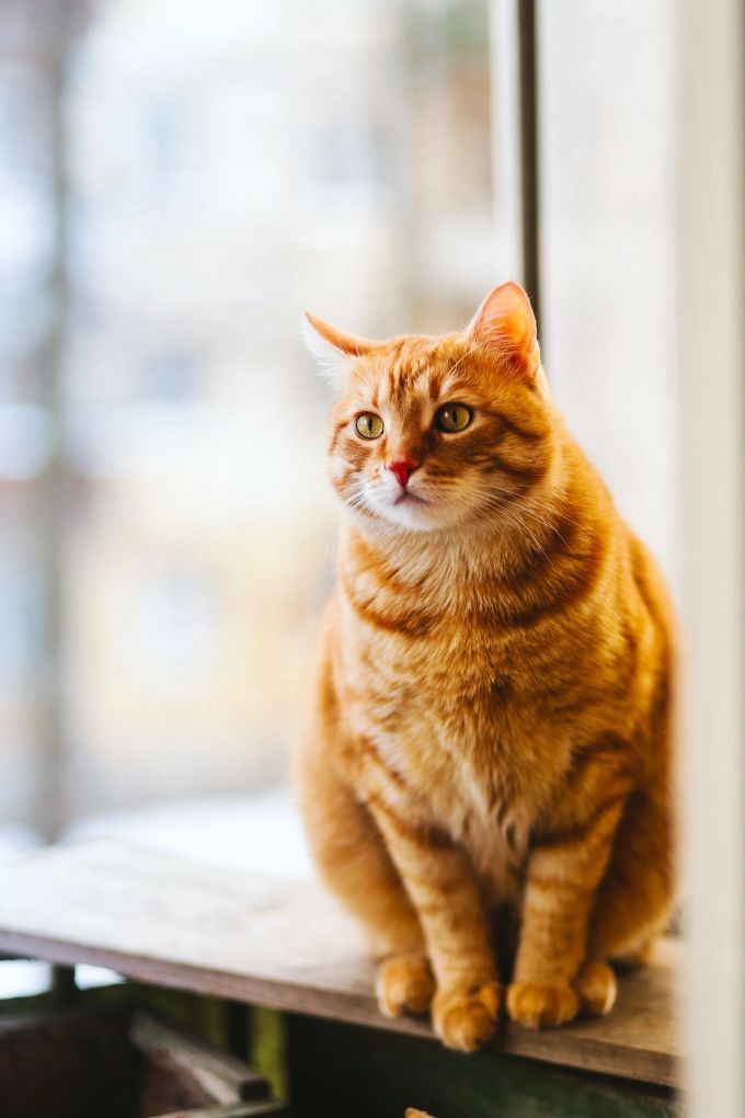 Katzen können ein hohes Alter erreichen. Katze auf Tisch