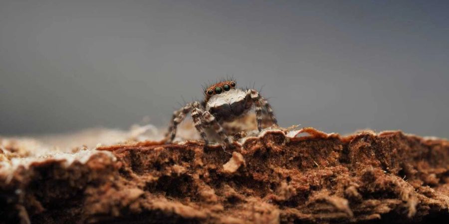 Nur drei Millimeter gross und sieht aus wie «ein achtäugiger Welpe».