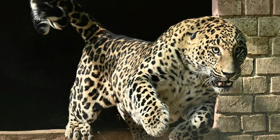 Der Leopard wurde in den früheren Zoo von Islamabad gebracht.