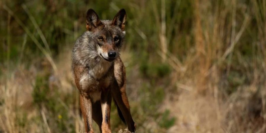 Ende Januar kam es auch zu einem Schafsriss im Aargau. Es ist der vierte Wolfsnachweis seit 2019 in dem Kanton. (Symbolbild)