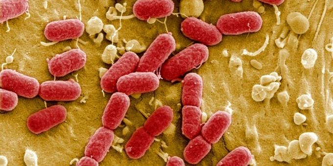 Antibiotika-resistente Superbakterien. Antibiotikaresistente Superbakterien