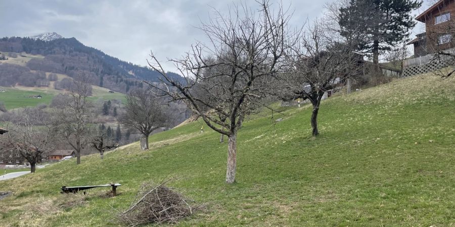 Schiers: 57-jähriger Mann stürzt beim Baumschneiden von Leiter.