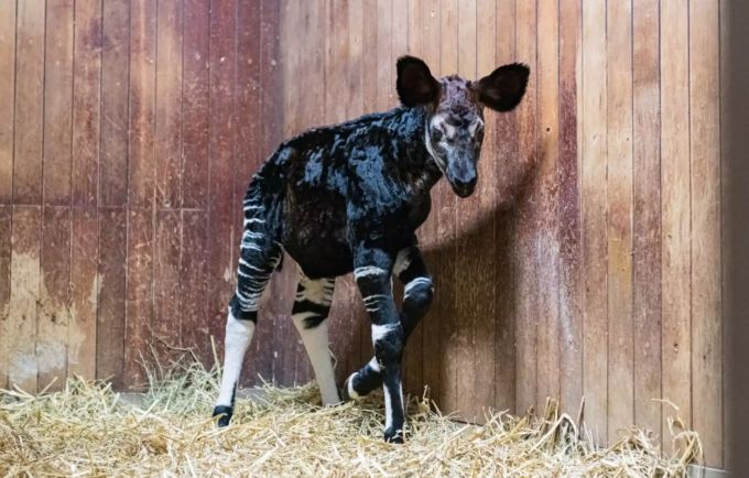 Bereits zwanzig Minuten nach der Geburt stand das Okapi-Junge auf eigenen Beinen. okapi