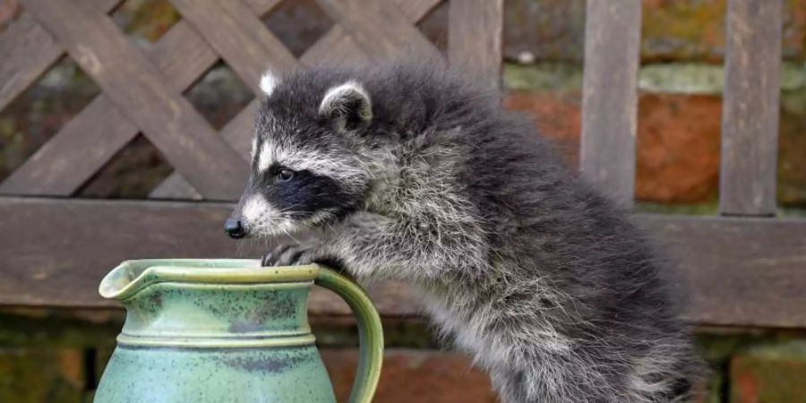 Auch er hat Durst: Ein junger Waschbär erkundet im brandenburgischen Sieversorf einen Garten. Foto: Patrick Pleul/zb/dpa