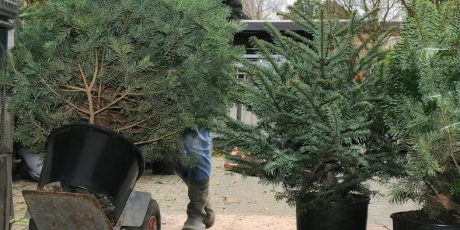 Baumschule mit Weihnachtsbäumen