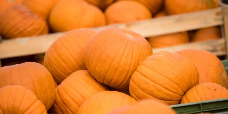 Weniger Kürbisse werden geerntet