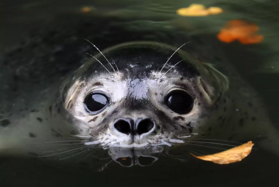 Das kleines Seehundmädchen Lotte kurz vor seiner Taufe im Rostocker Zoo.