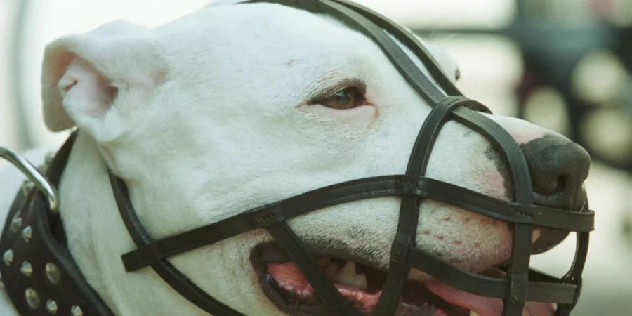 argentinische dogge