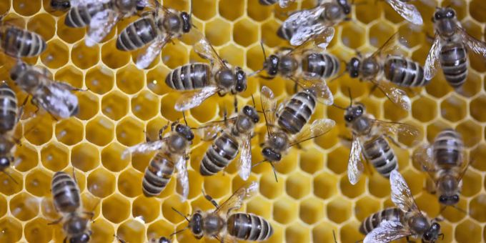 Die Ursachen für den Tod eines Bienenvolkes können vielseitig sein. Bienen Gift Insektizit
