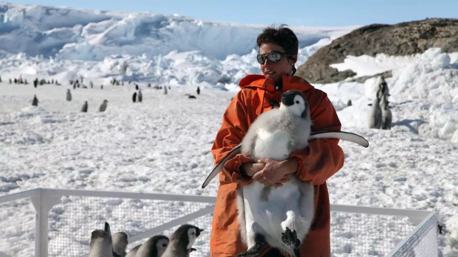 Klimawandel Kaiserpinguine