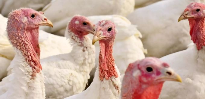 Zehntausende Tiere mussten wegen der Vogelgrippe getötet werden. (Symbolbild) Puten