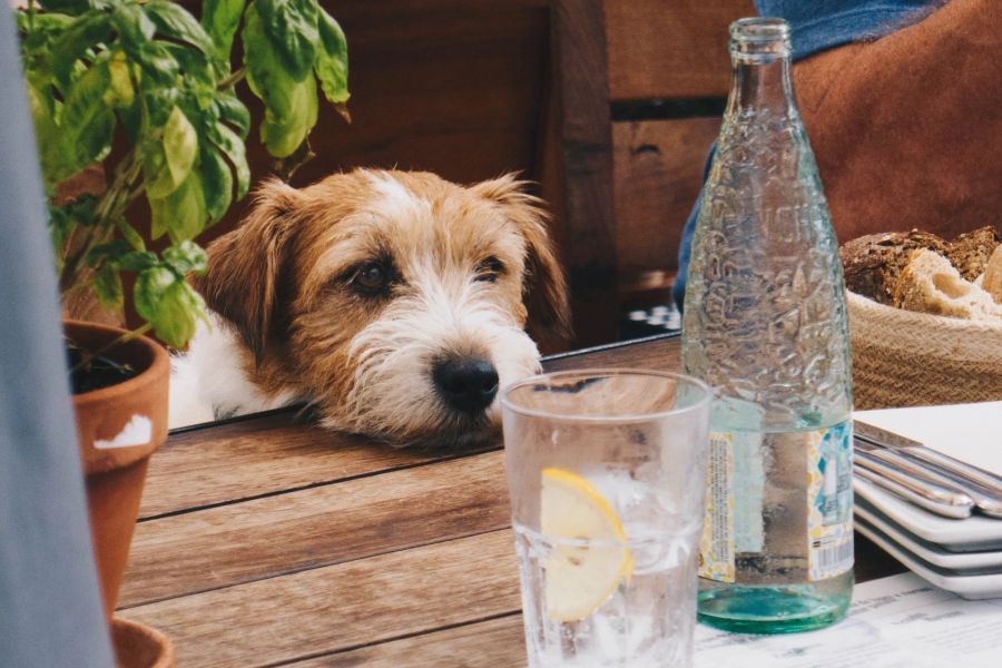 Mineralwasser Hund Kohlensäure