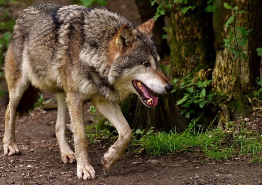 Anschliessend wurde er im April in Ungarn von einem Buben (9) erschossen.