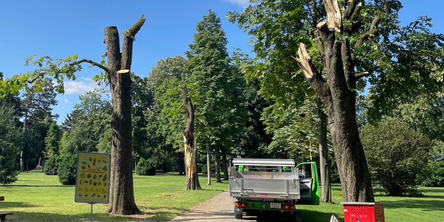 Beschädigte Bäume im Park