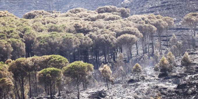 Von Waldbränden zerstörte Bäume. Auf der italienischen Mittelmeerinsel Sizilien sind grössere Wald- und Flächenbrände ausgebrochen. Foto: Alberto Lo Bianco/LaPresse via ZUMA Press/dpa Von Waldbränden zerstörte Bäume. Auf der italienischen Mittelmeerinsel Sizilien sind grössere Wald- und Flächenbrände ausgebrochen. Foto: Alberto Lo Bianco/LaPresse via ZUMA Press/dpa
